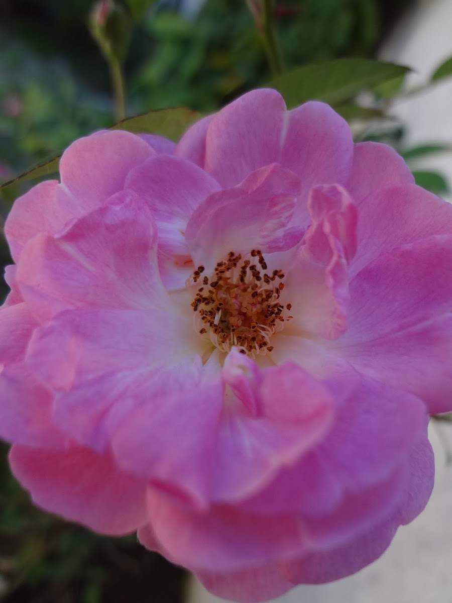 Mini rosa (Mini roses)