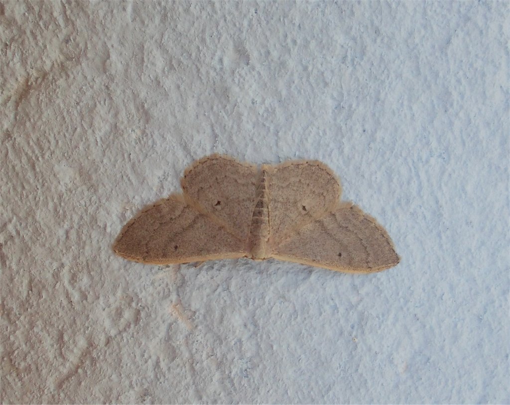 Idaea moth