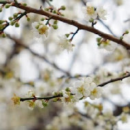 新社梅林親水岸