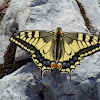 Common Yellow Swallowtail [Old World Swallowtail]