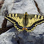 Common Yellow Swallowtail [Old World Swallowtail]