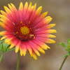 Blanket Flower, Firewheel