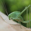 Katydid