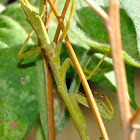 Praying Mantis