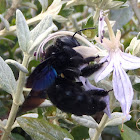 Abejorro carpintero, violet carpenter bee