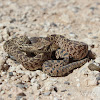 Bull Snake