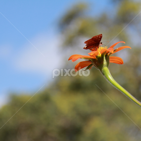 perfect landing by Sean Kushmick - Novices Only Flowers & Plants