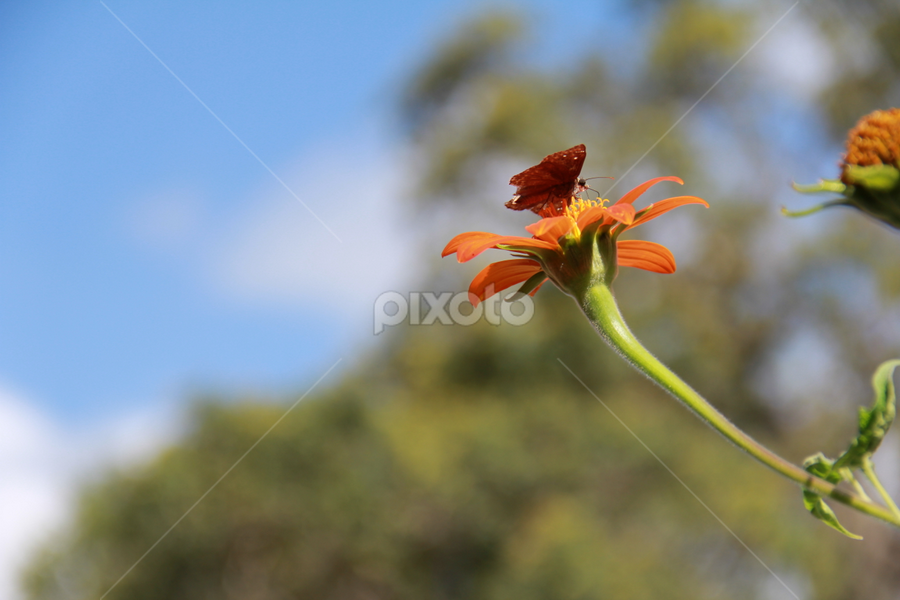 perfect landing by Sean Kushmick - Novices Only Flowers & Plants