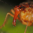 Scorpionfly - female