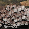 Fairies Bonnets Fungi