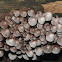 Fairies Bonnets Fungi