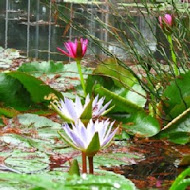菁芳園 Tenway Garden／花園餐廳／落羽松
