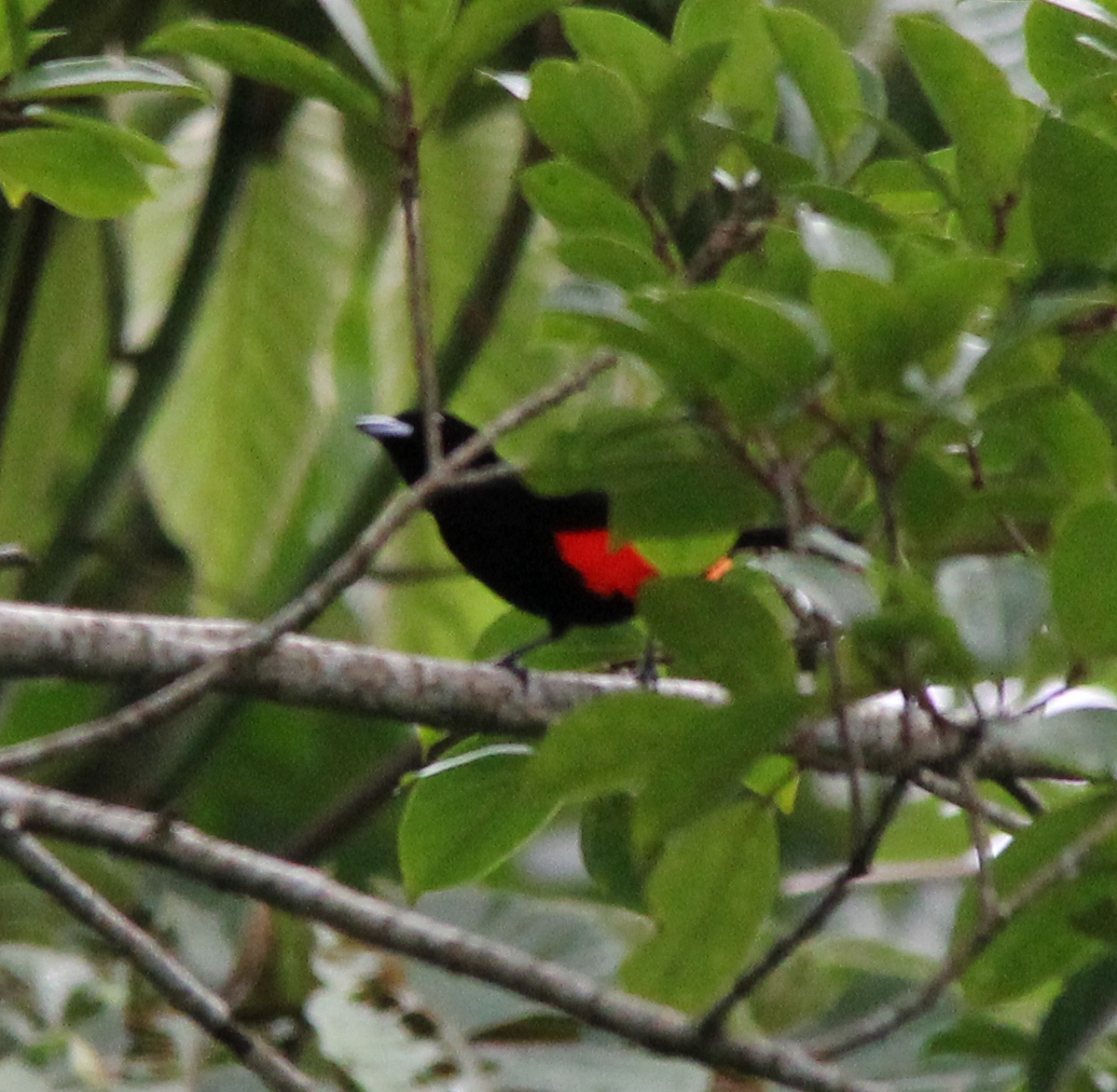 Passerini's Tanager