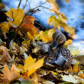 Duck by Ivan Mankevich - Animals Birds