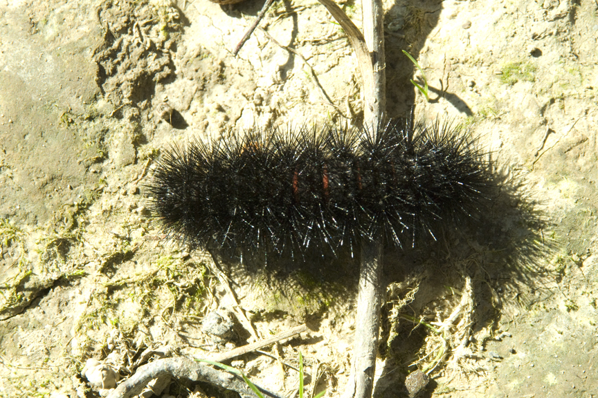 Giant Leopard Moth Caterpillar