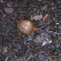 Brown Garden Snail