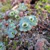 Common liverwort