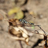 Unknown Dragonfly