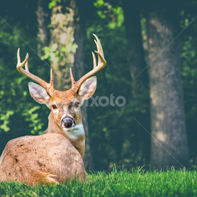 Resting Buck by Bill Tiepelman - Animals Other