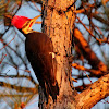 Southern pileated woodpecker