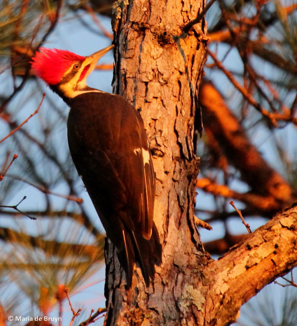 Southern pileated woodpecker