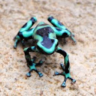 Green and Black Poison dart frog