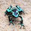 Green and Black Poison dart frog