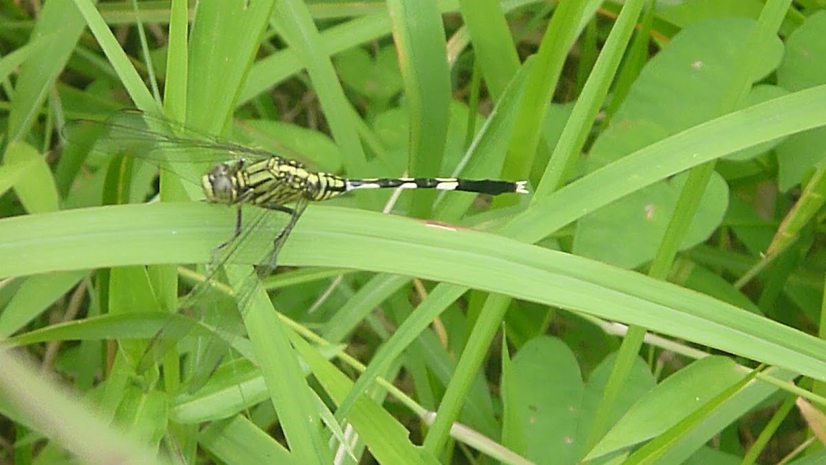 Green Marsh Hawk