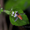 Black-banded hover fly