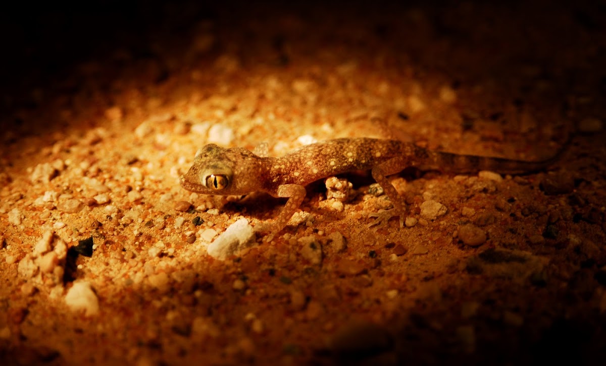 Gecko - Big-headed Gecko or East Sand Gecko