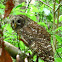 Barred Owl