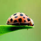 26-spotted Potato Ladybird