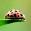 26-spotted Potato Ladybird