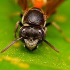 Vespid wasp