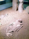 人骨化石