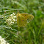 clouded sulphur