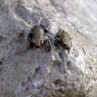 Common toad - juvenile