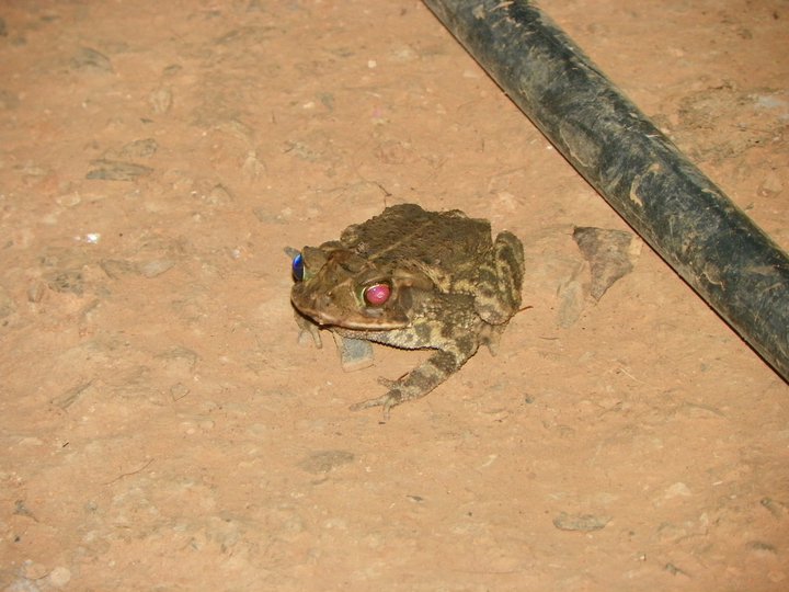 Southern Gulf Coast Toad