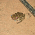 Southern Gulf Coast Toad