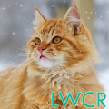 cat live wallpaper Apk