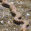 Coastal Gopher Snake