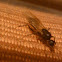 Night flying wasp