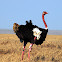 Ostrich, Masai race