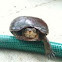 Musk turtle