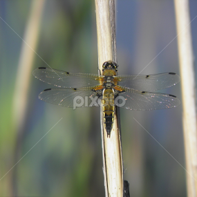 Dragonfly by Maria Semelevich - Animals Insects & Spiders