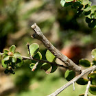 Twig Looper - late instar