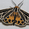 Little Virgin Tiger Moth - Hodges#8175