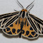 Little Virgin Tiger Moth - Hodges#8175