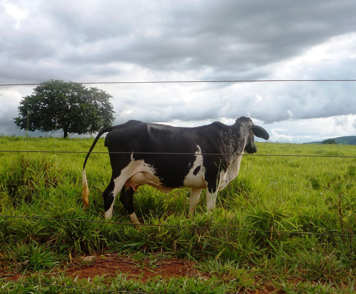 Vaca lechera raza Holstein