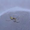 Tent web spider